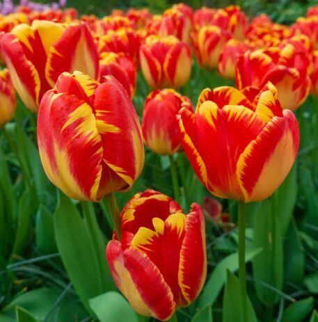 Tulpe 'Banja Luka'